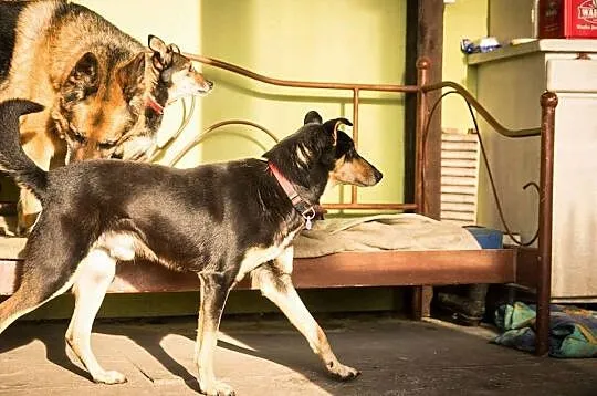 Taro,zakochany w człowieku ośmiolatek szuka domu! 