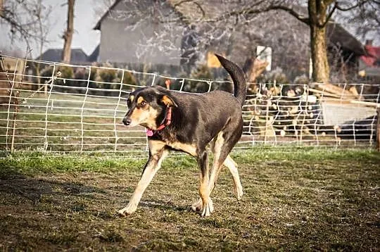 Taro,zakochany w człowieku ośmiolatek szuka domu! 