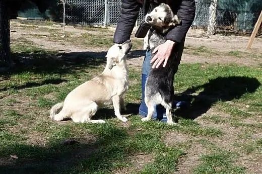 Mały Migdałek, roczny, uśmiechnięty psiak szuka do