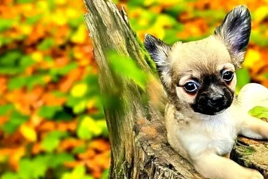 Chihuahua Exclusiv Piękny Mądry długowłosy chłopczyk Rodowód FCI, Zachodniopomorskie, Kołobrzeg