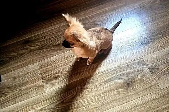 Chihuahua Exclusiv Piękny Mądry długowłosy chłopczyk Rodowód FCI, Zachodniopomorskie, Kołobrzeg
