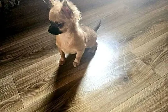 Chihuahua Exclusiv Piękny Mądry długowłosy chłopczyk Rodowód FCI, Zachodniopomorskie, Kołobrzeg