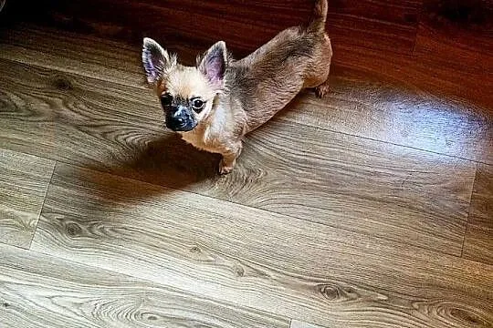 Chihuahua Exclusiv Piękny Mądry długowłosy chłopczyk Rodowód FCI, Zachodniopomorskie, Kołobrzeg