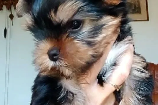 Yorkshiere Terrier  ZKwP FCI, Śląskie, Bielsko-Biała