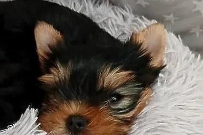 Yorkshiere Terrier  ZKwP FCI, Śląskie, Bielsko-Biała