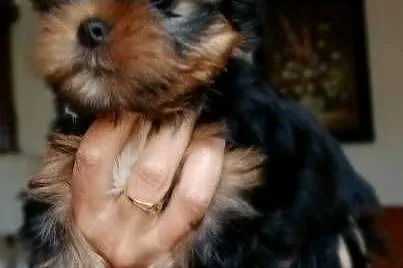 Yorkshiere Terrier  ZKwP FCI, Śląskie, Bielsko-Biała