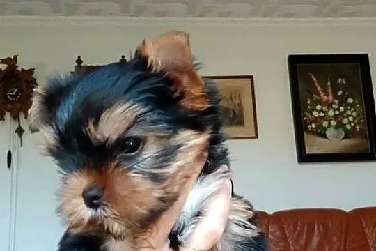 Yorkshiere Terrier  ZKwP FCI, Śląskie, Bielsko-Biała