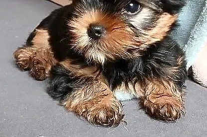 Yorkshiere Terrier  ZKwP FCI, Śląskie, Bielsko-Biała