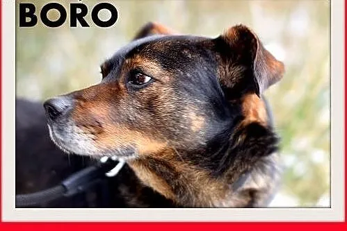 BORO,15kg,łagodny,wesoły,towarzyski pies średni.AD