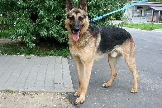 Wierny psiak Cywil w typie owczarka szuka domu,  d