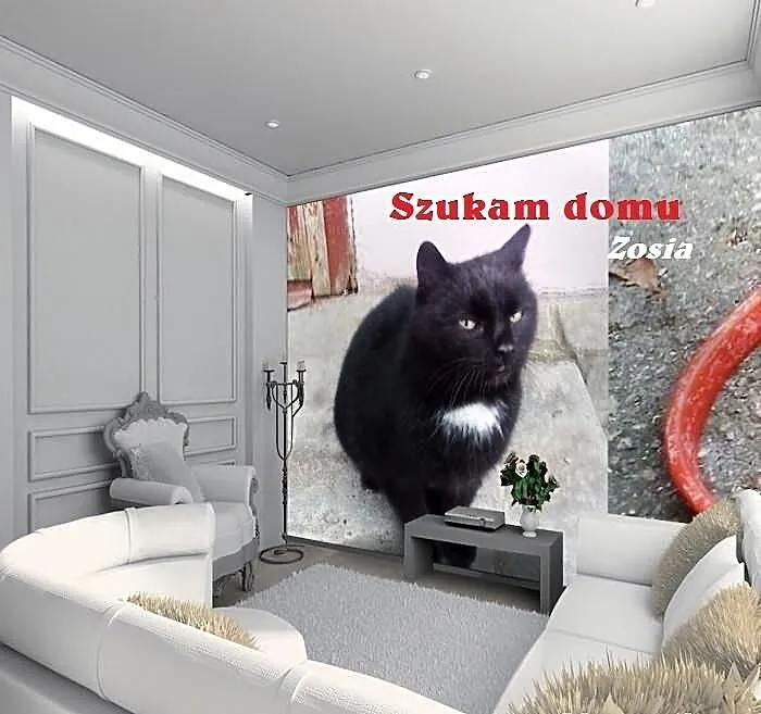 Zosia - domowa kotka nakolankowa do adopcji pokoch