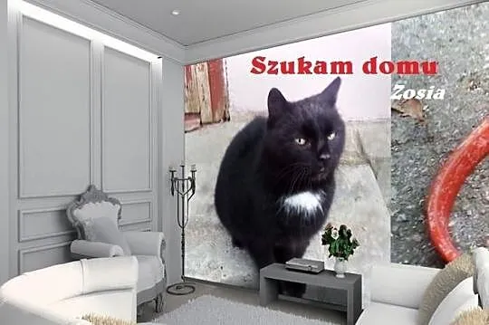 Zosia - domowa kotka nakolankowa do adopcji pokoch