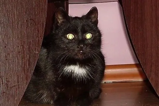 Zosia - domowa kotka nakolankowa do adopcji pokoch