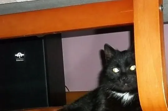 Zosia - domowa kotka nakolankowa do adopcji pokoch