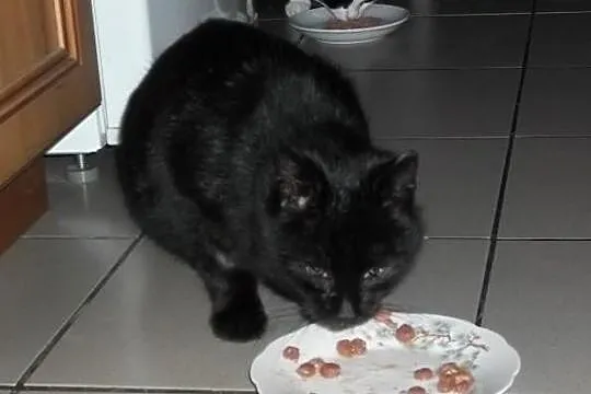 Zosia - domowa kotka nakolankowa do adopcji pokoch