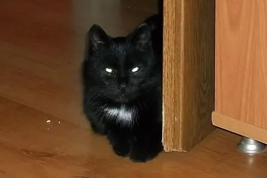 Zosia - domowa kotka nakolankowa do adopcji pokoch