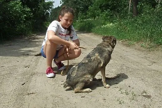 Uratuj psa z Azorka, adoptuj Biały Kieł,  mazowiec, Warszawa