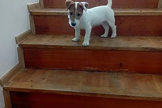 Szczeniak Jack Russell terrier szorstkowłosy