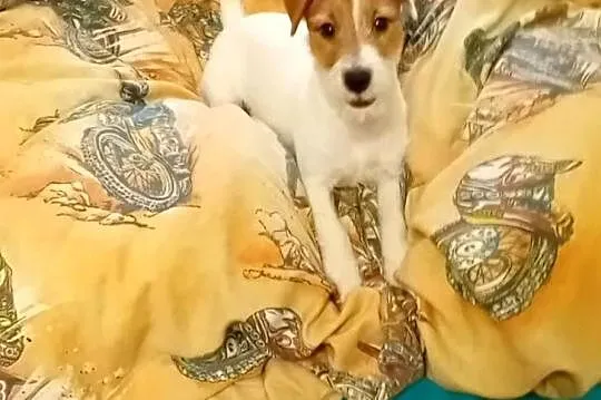 Szczeniak Jack Russell terrier szorstkowłosy, Dolnośląskie, Legnica