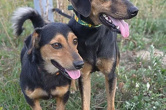 Bardzo grzeczni,wychowani i łagodni - Puszek i Reksio do adopcji