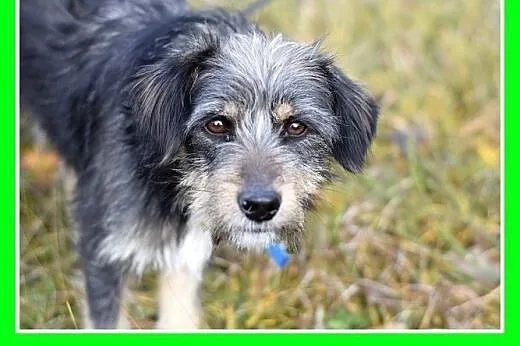 7kg,łagodny,spokojny,tulaśny,rodzinny piesek TUTEK.Adopcja,  małopolskie Kraków