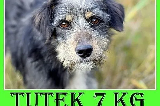 7kg,łagodny,spokojny,tulaśny,rodzinny piesek TUTEK