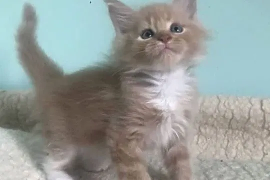 Maine Coon - Rudo biały i dymna koteczka !, Dolnośląskie, Wińsko