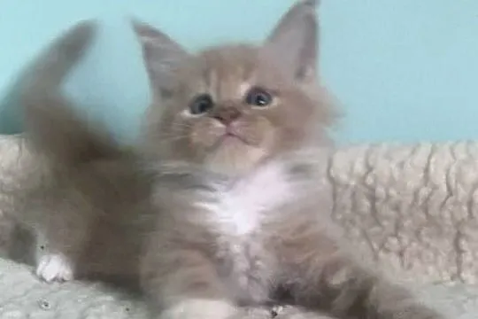 Maine Coon - Rudo biały i dymna koteczka !, Dolnośląskie, Wińsko