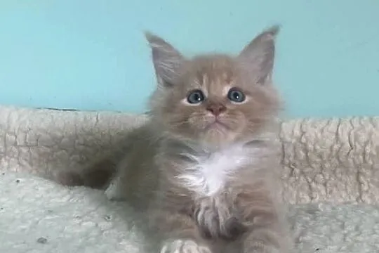 Maine Coon - Rudo biały i dymna koteczka !, Dolnośląskie, Wińsko