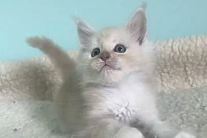 Maine Coon - Rudo biały i dymna koteczka !, Dolnośląskie, Wińsko