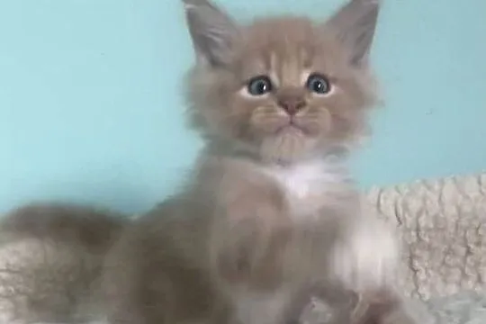 Maine Coon - Rudo biały i dymna koteczka !, Dolnośląskie, Wińsko
