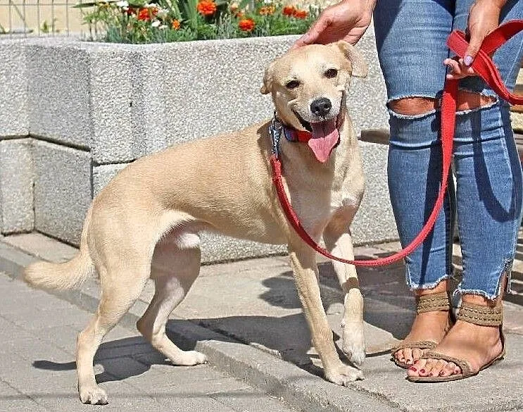 Figo - łagodny, ufny pies w typie laba do adopcji, Łódzkie, Łódź