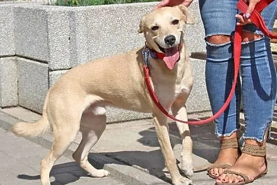 Figo - łagodny, ufny pies w typie laba do adopcji, Łódzkie, Łódź