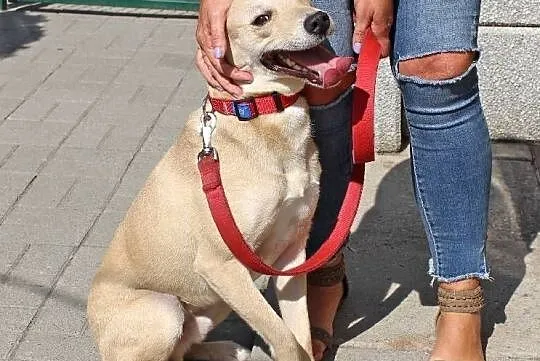 Figo - łagodny, ufny pies w typie laba do adopcji, Łódzkie, Łódź