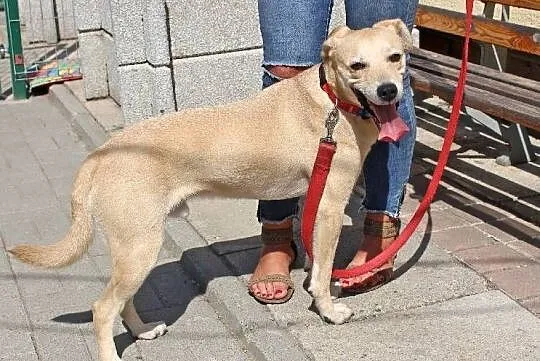 Figo - łagodny, ufny pies w typie laba do adopcji, Łódzkie, Łódź