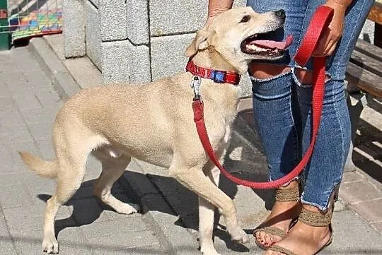 Figo - łagodny, ufny pies w typie laba do adopcji, Łódzkie, Łódź