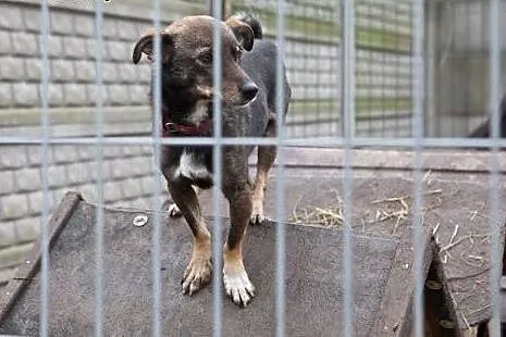 Okruszek Miki wciąż czeka na dom,  śląskie Katowic