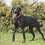Lary - dwulatek w typie labradora szuka domku