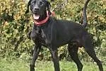 Lary - dwulatek w typie labradora szuka domku
