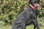 Lary - dwulatek w typie labradora szuka domku