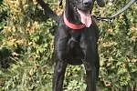 Lary - dwulatek w typie labradora szuka domku