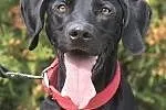 Lary - dwulatek w typie labradora szuka domku