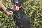 Lary - dwulatek w typie labradora szuka domku