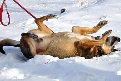Być, albo nie być... Poznaj Hamleta :),  warmińsko