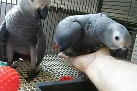 Afrykanskie szare papugi do darmowego przyjecia, Łódzkie, Łódź