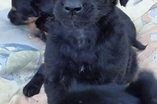 Zuzia do adopcji szczeniak 4tyg. ,  mazowieckie Wa