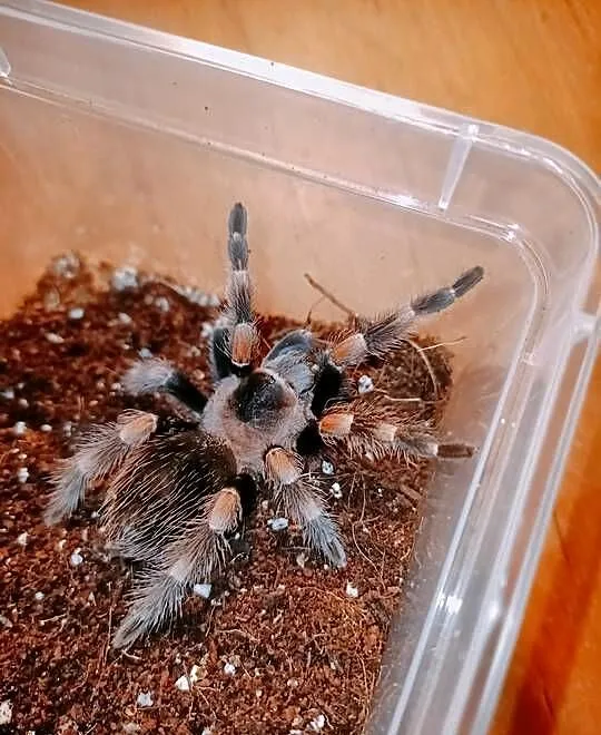 samica brachypelma hamorri 4,5dc, Mazowieckie, Warszawa