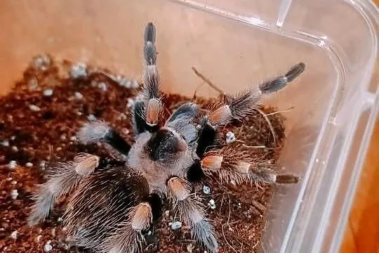 samica brachypelma hamorri 4,5dc, Mazowieckie, Warszawa