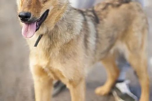 Dumka - 8 miesięczne cudo wyrzucone w lesie,  wielkopolskie Poznań