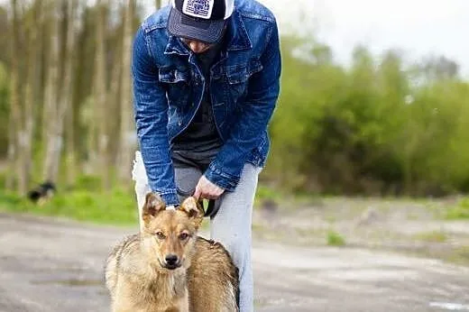 Dumka - 8 miesięczne cudo wyrzucone w lesie,  wiel
